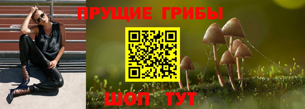 Каменка  Галлюциногенные грибы Magic Shrooms  Вход с VPN 